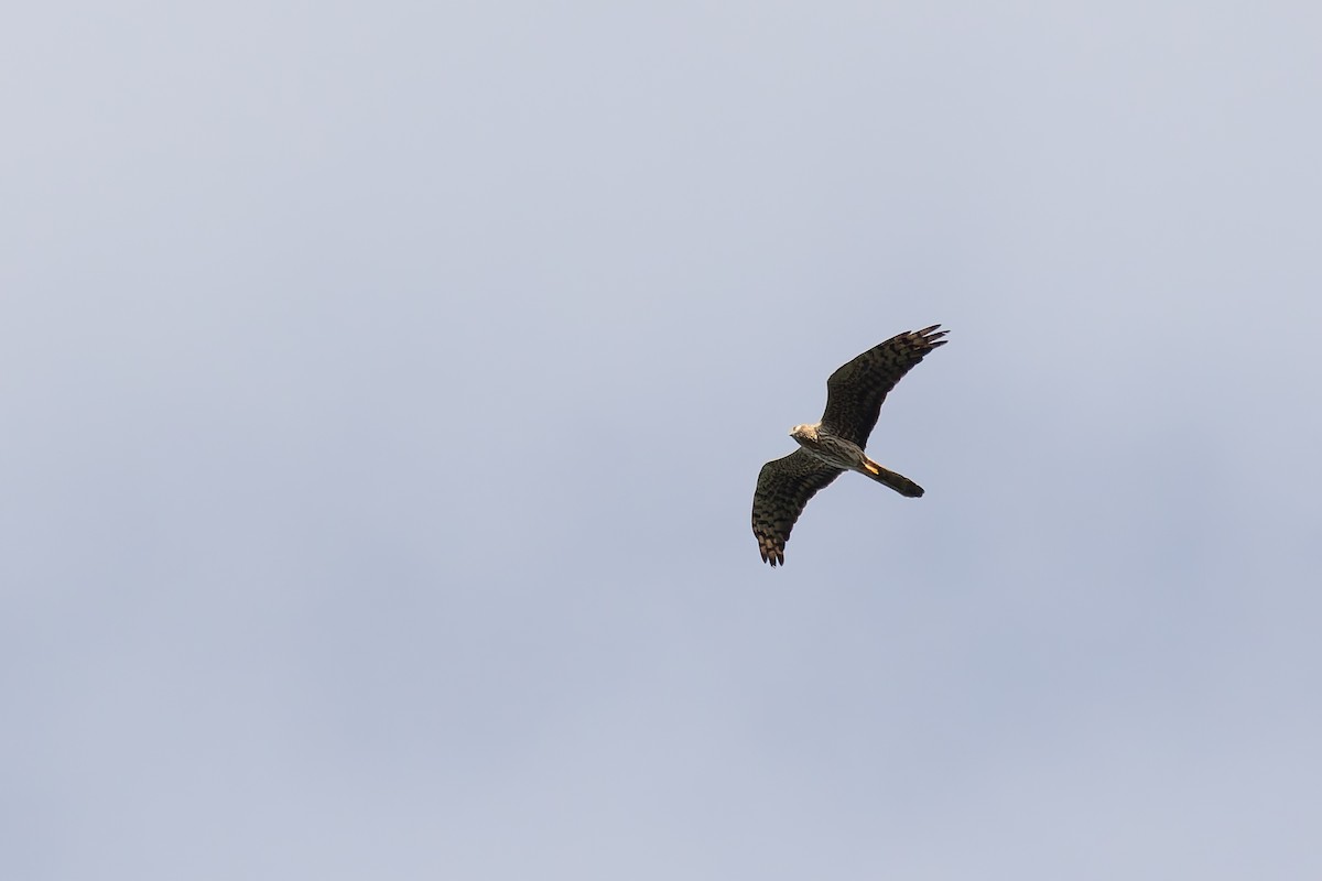 Montagu's Harrier - ML622578932