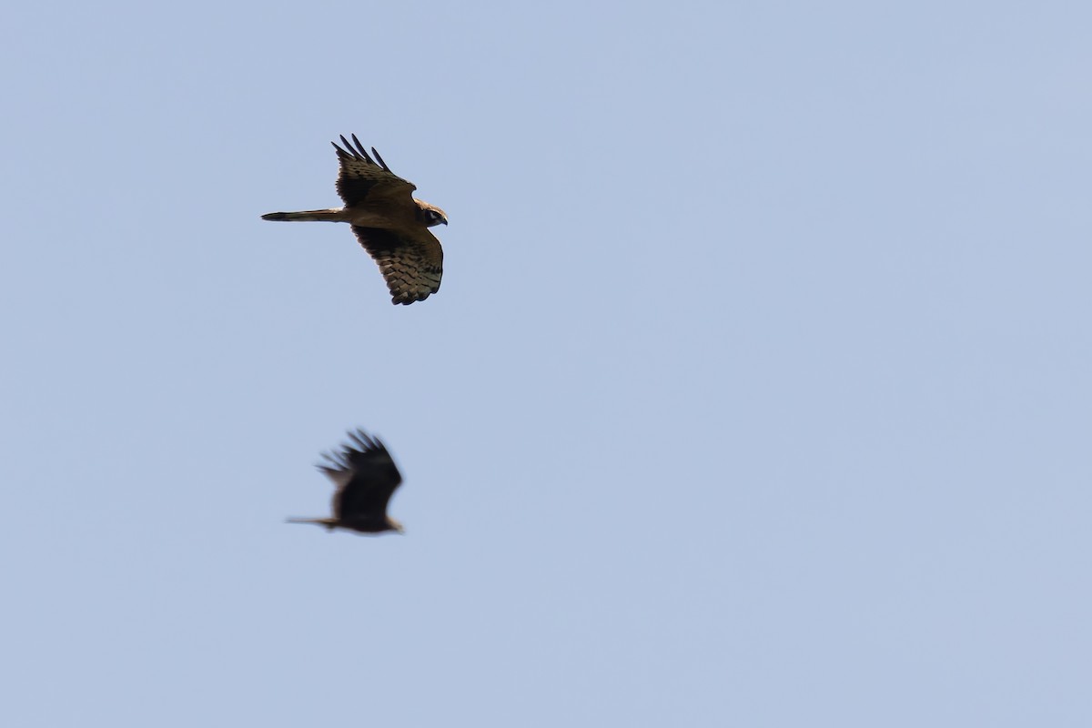 Montagu's Harrier - ML622578936