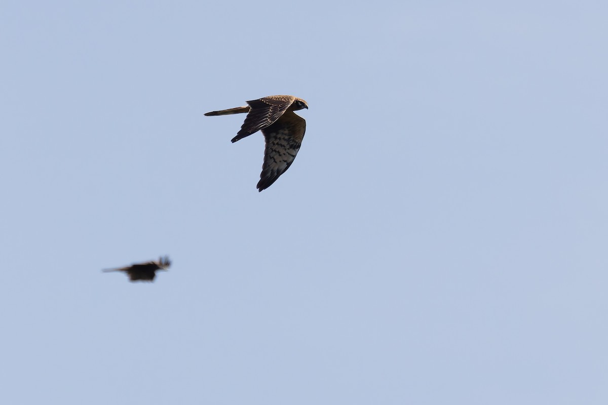 Montagu's Harrier - ML622578937
