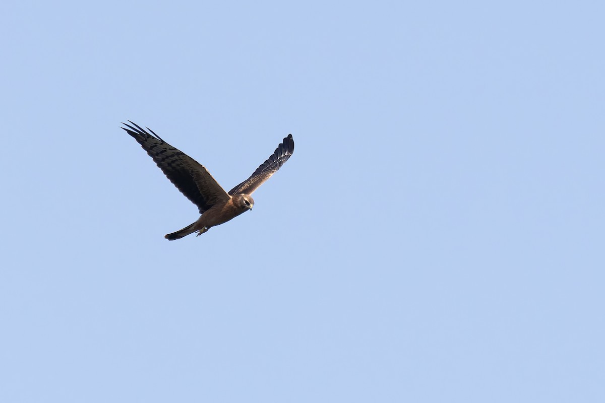 Montagu's Harrier - ML622578955