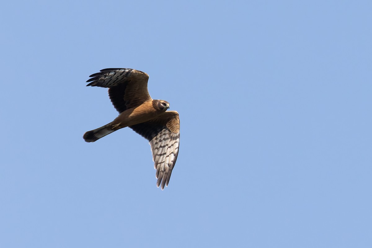 Montagu's Harrier - ML622578956