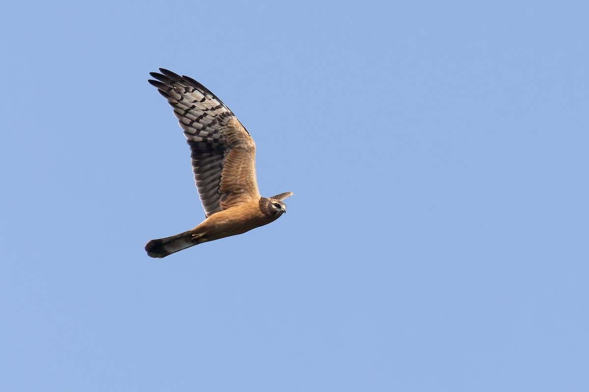 Montagu's Harrier - ML622578957