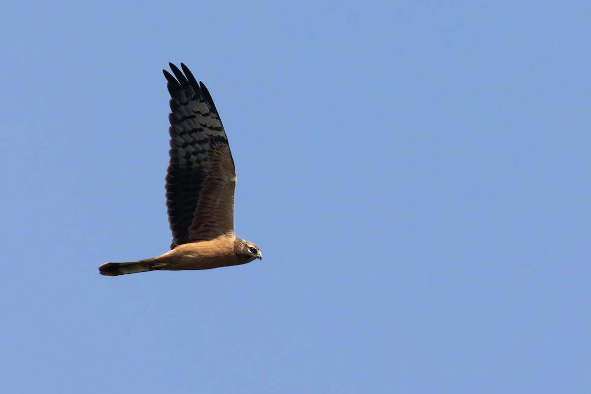 Montagu's Harrier - ML622578971