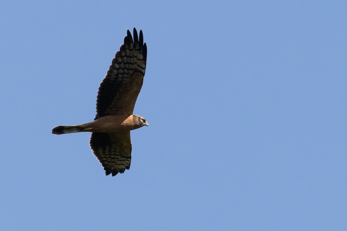 Montagu's Harrier - ML622578972