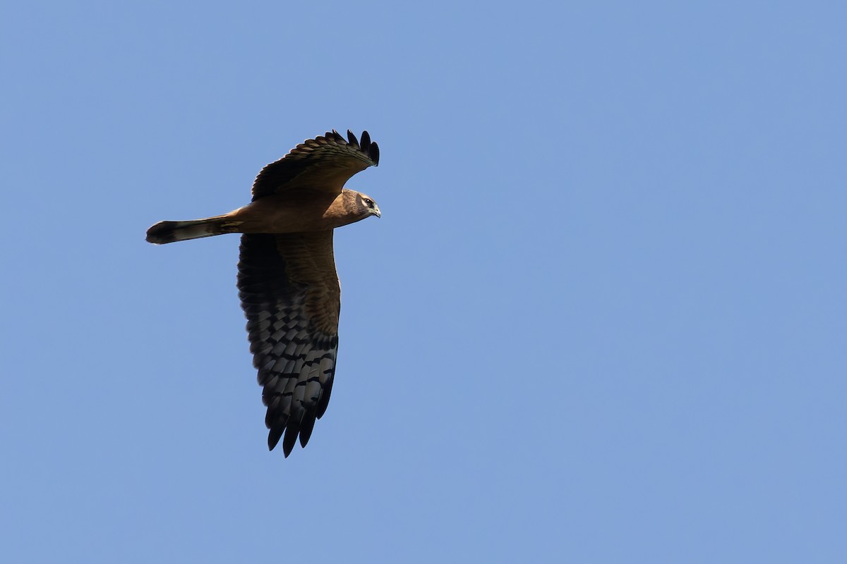 Montagu's Harrier - ML622578973
