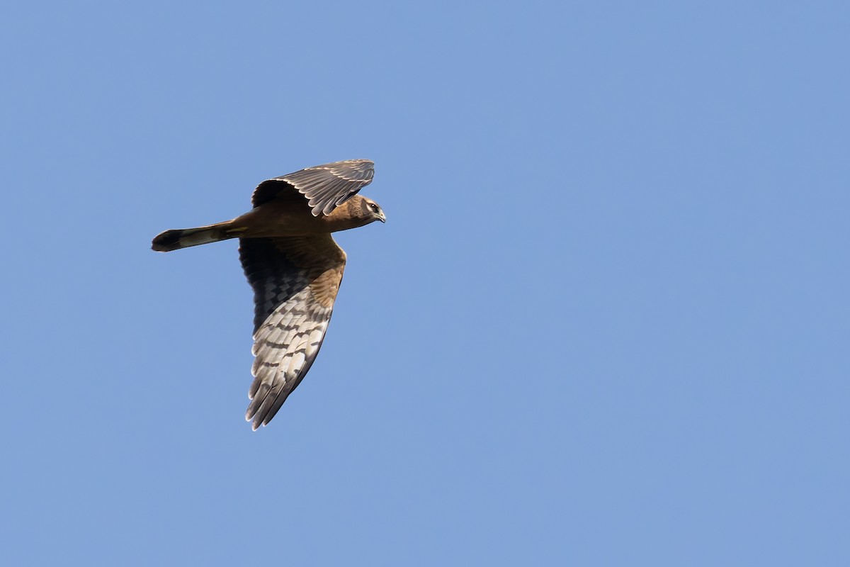 Montagu's Harrier - ML622578974