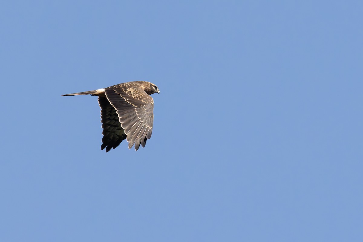 Montagu's Harrier - ML622578975