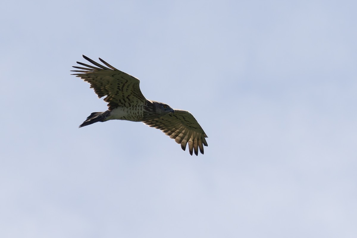 Short-toed Snake-Eagle - ML622578986