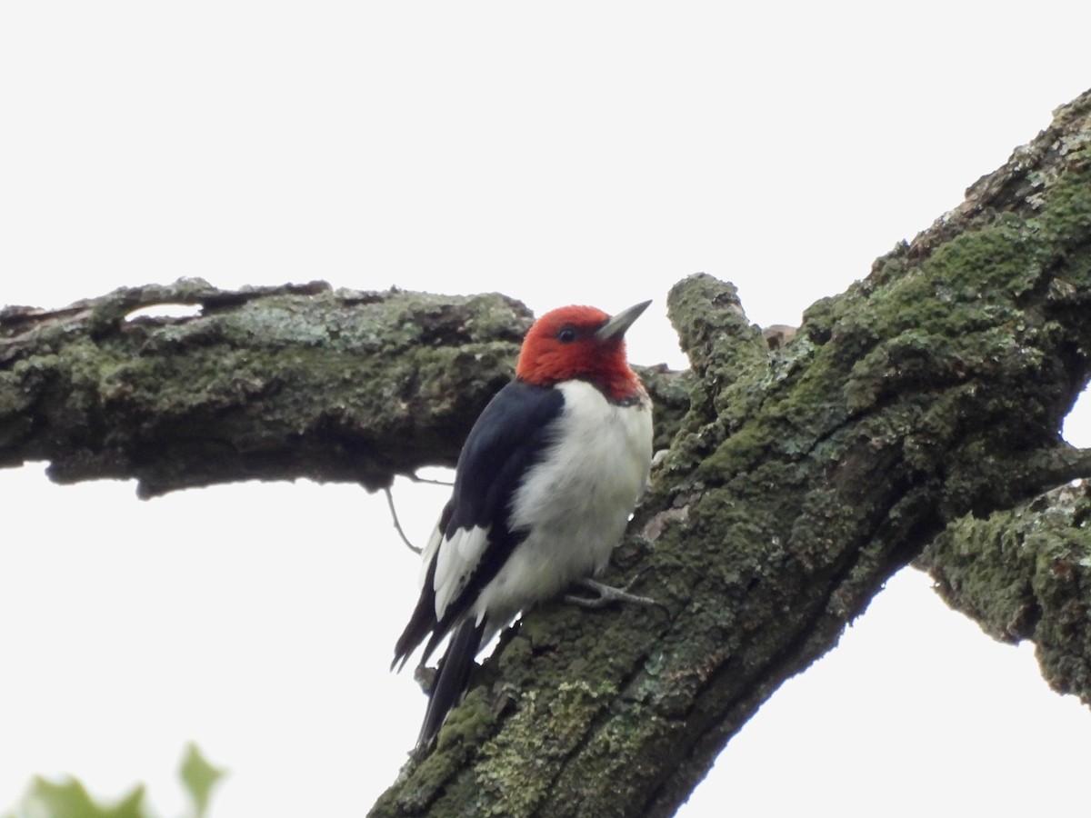 Red-headed Woodpecker - ML622579027