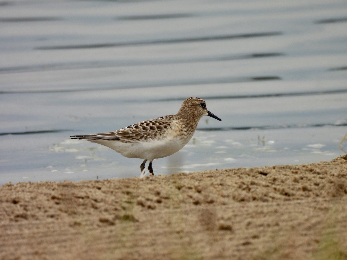 Baird's Sandpiper - Armand Collins