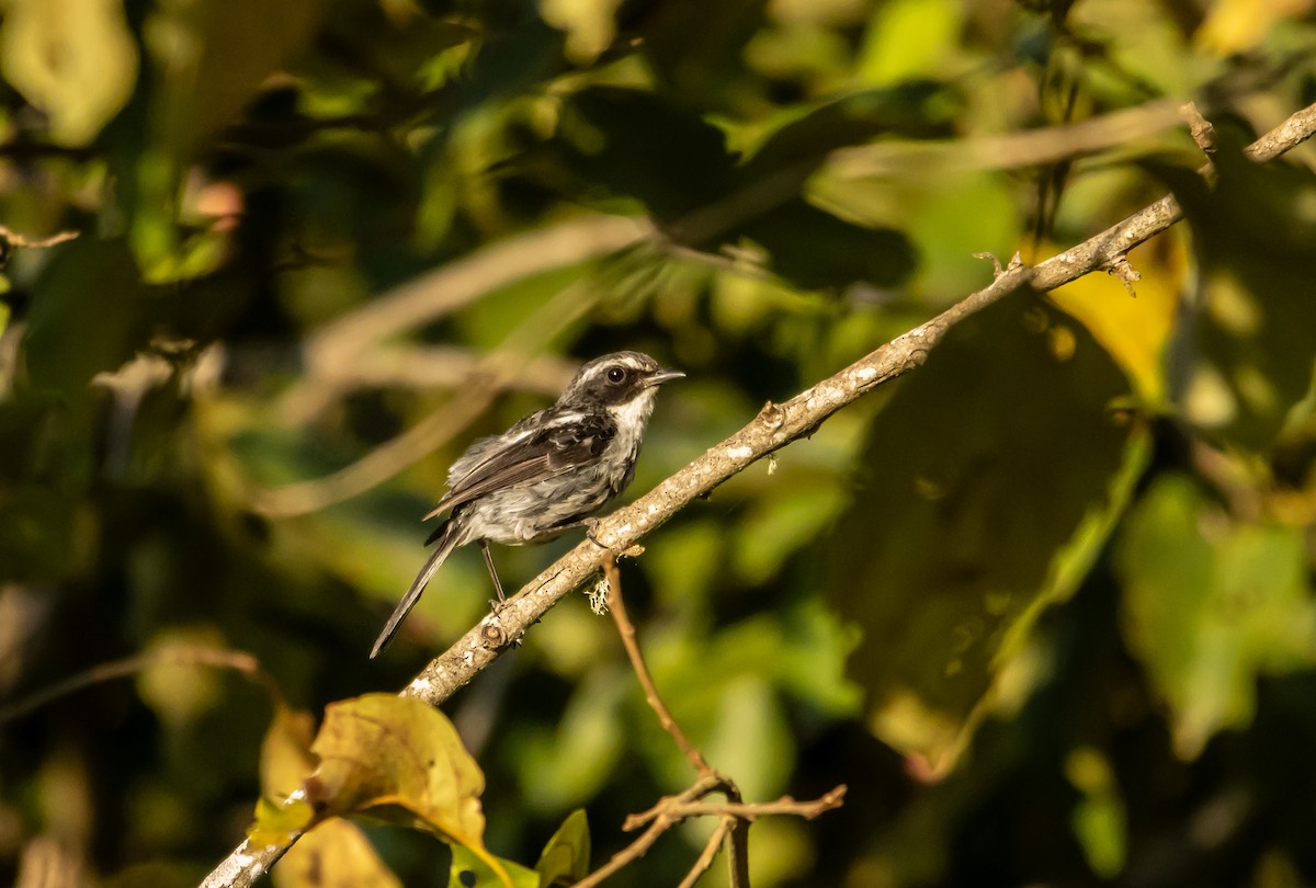 Gray Bushchat - ML622579050