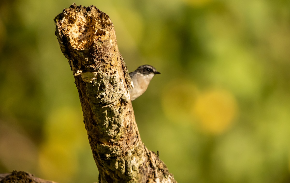 Gray Bushchat - ML622579051