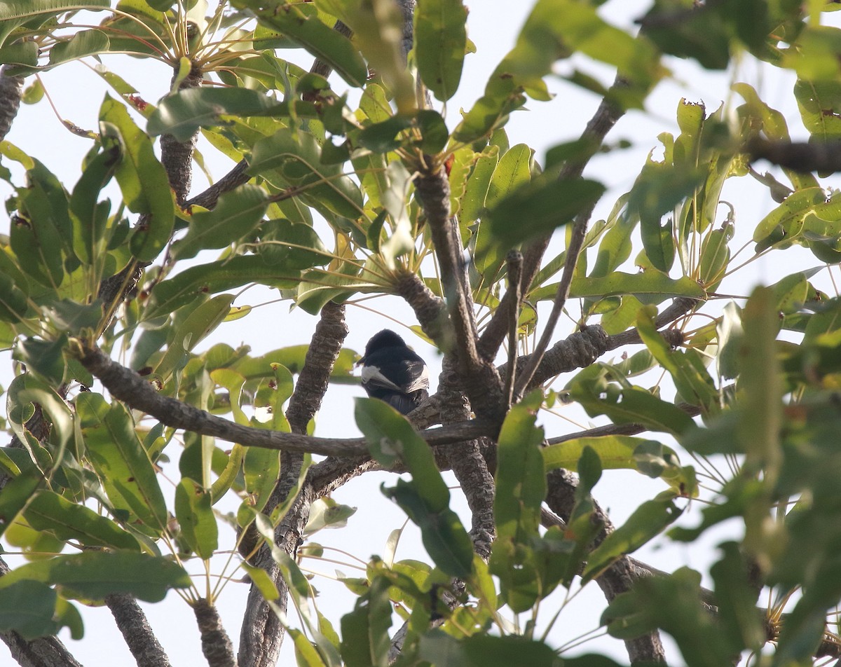 White-shouldered Black-Tit - Neil Osborne