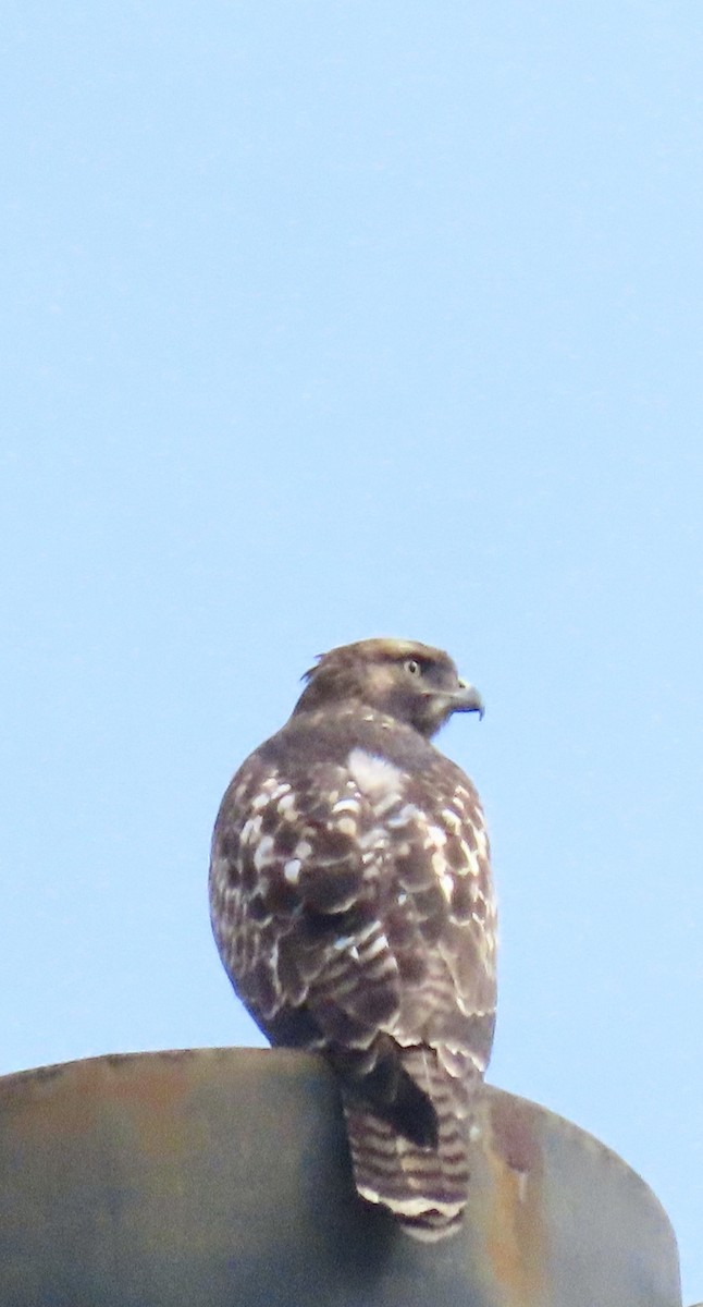 Red-tailed Hawk - ML622579223