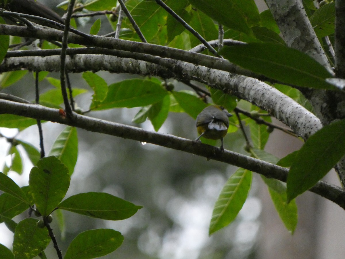 Golden-bellied Euphonia - ML622579256