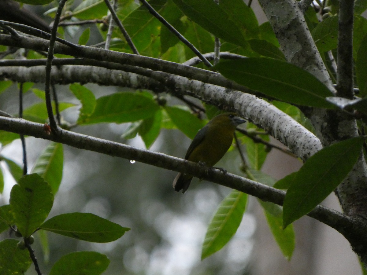 Golden-bellied Euphonia - ML622579257