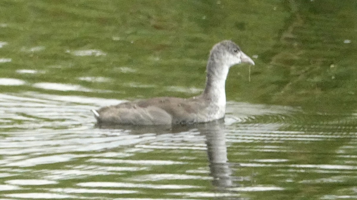 American Coot - ML622579261