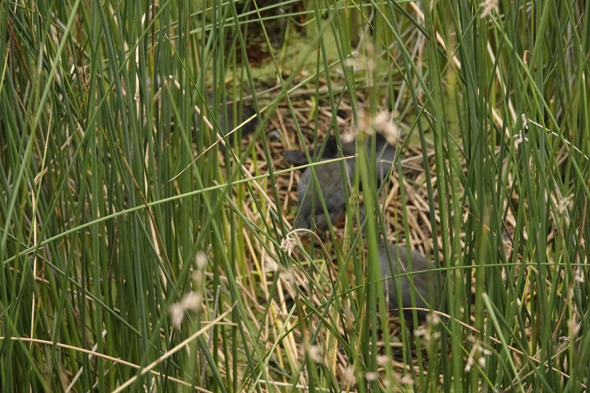 American Coot - ML622579265