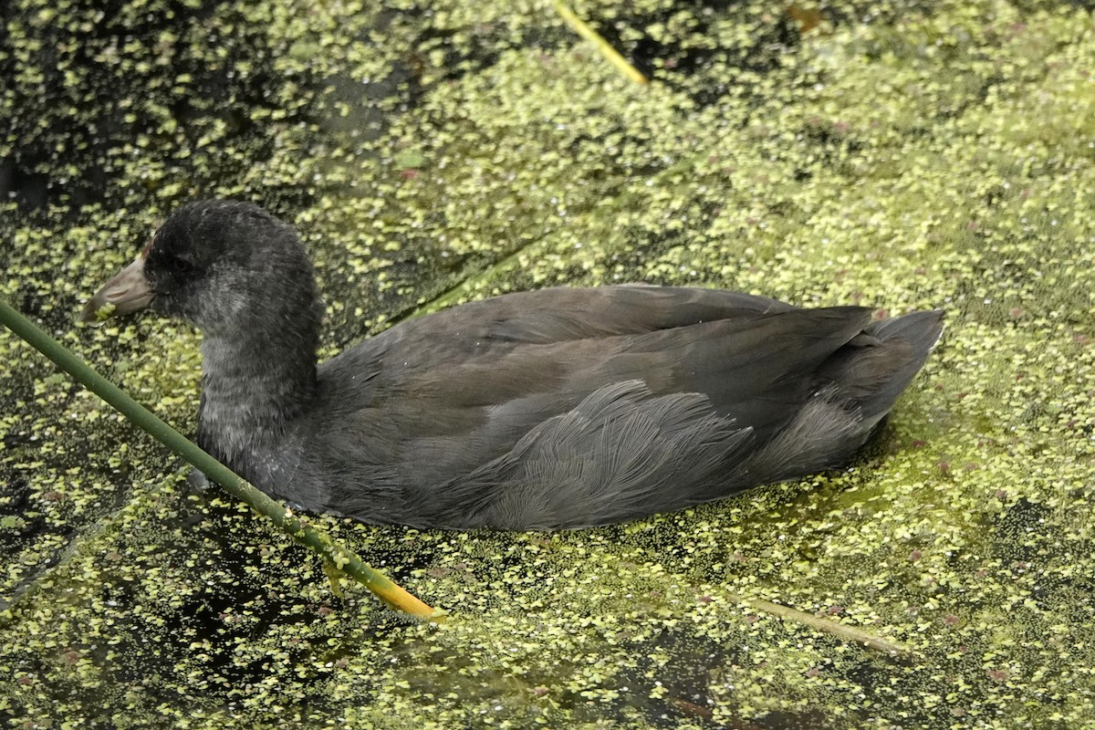 American Coot - ML622579266