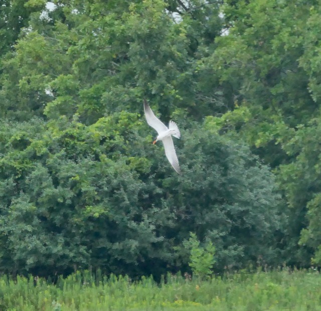 Caspian Tern - ML622579340