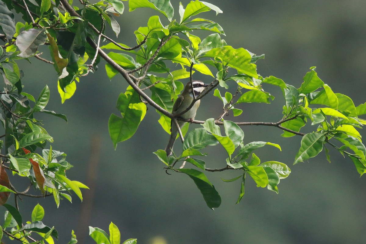 White-throated Bee-eater - ML622579364