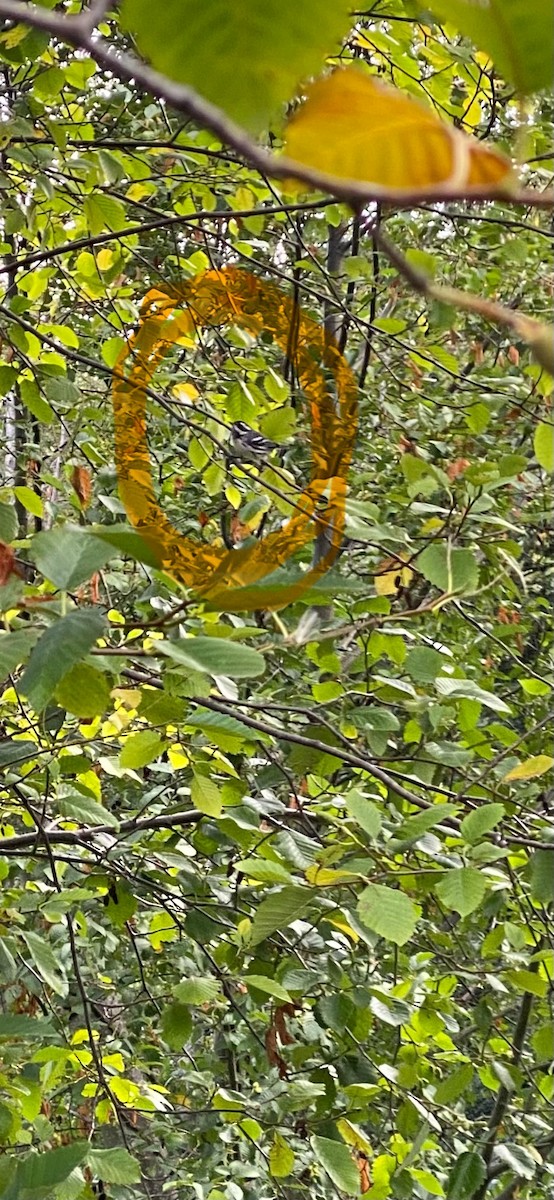 Black-throated Gray Warbler - ML622579369