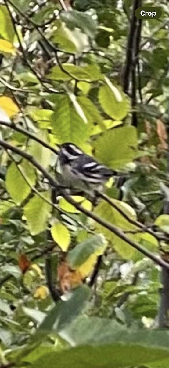 Black-throated Gray Warbler - ML622579370