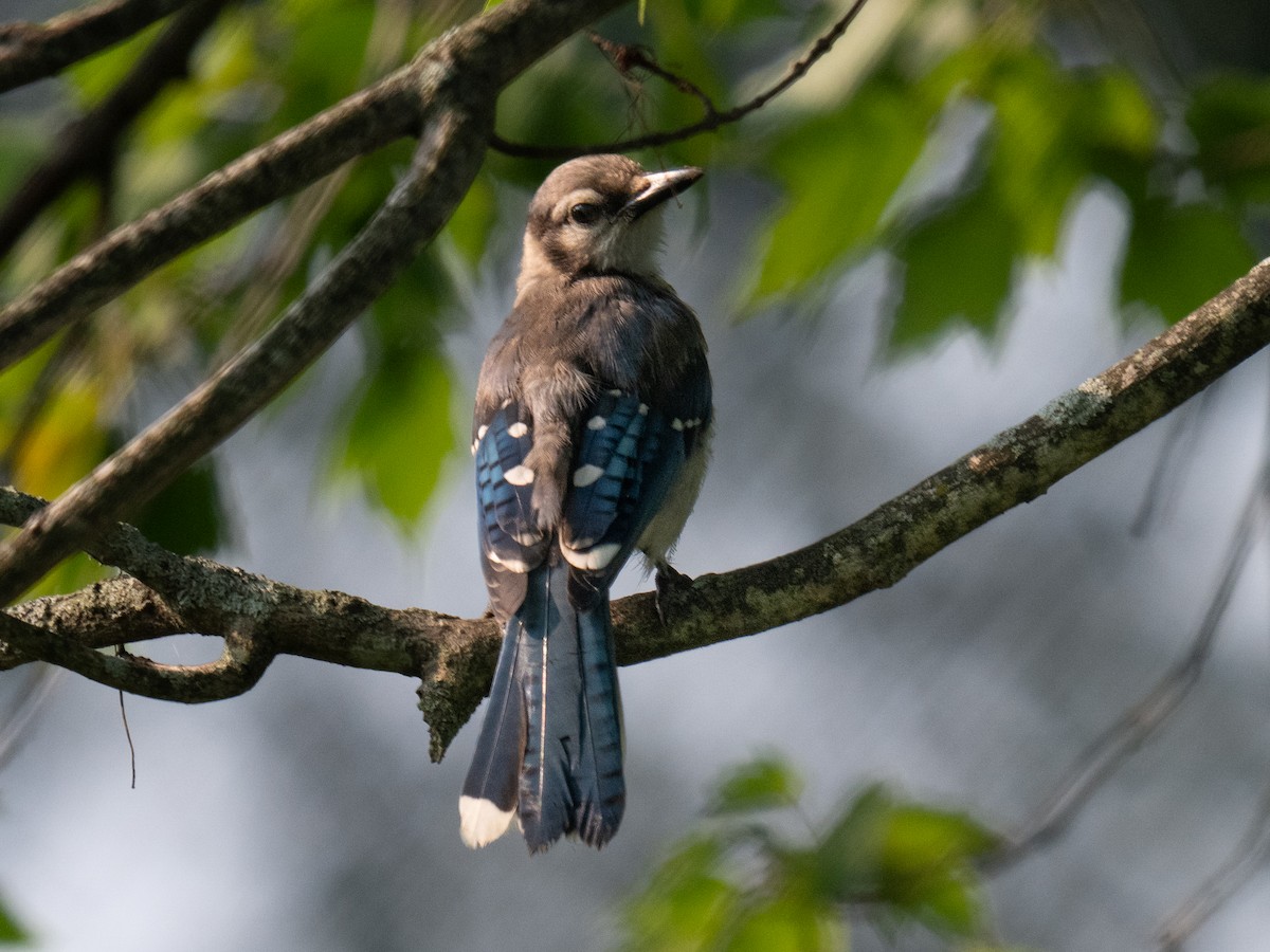 Blue Jay - ML622579371