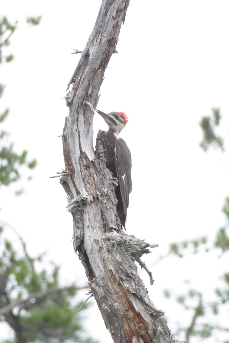 Pileated Woodpecker - ML622579381