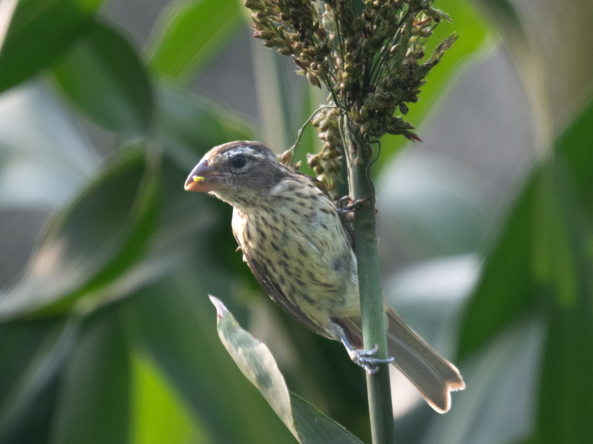 Rose-breasted Grosbeak - Richard Leonard