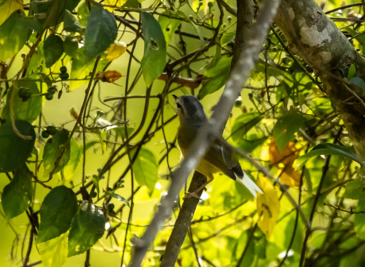 Gray-hooded Warbler - ML622579508