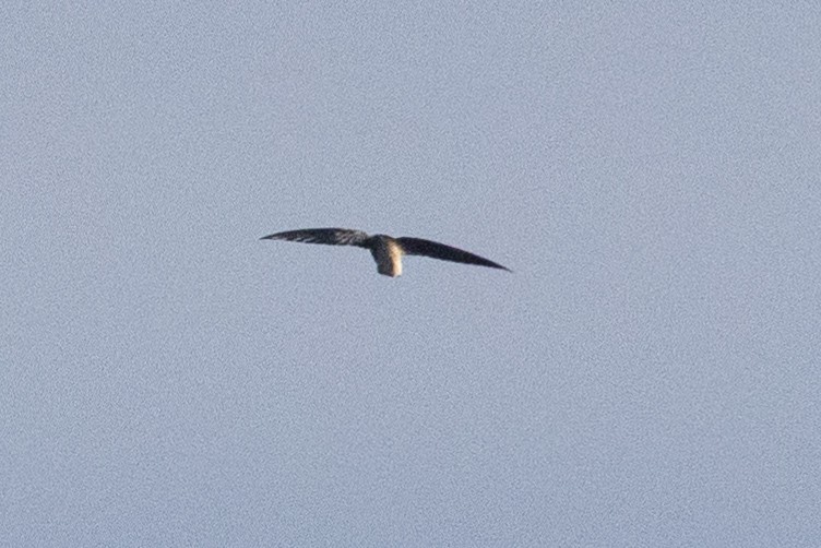 Pale-rumped Swift - Eric VanderWerf