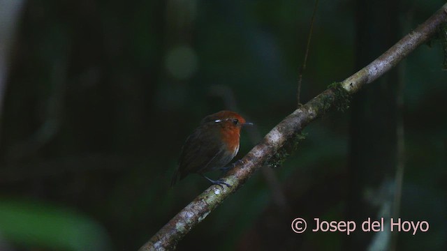 Chestnut-crowned Gnateater - ML622579588