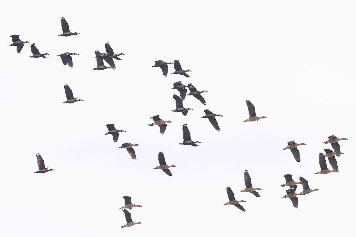 White-faced Whistling-Duck - Eric VanderWerf