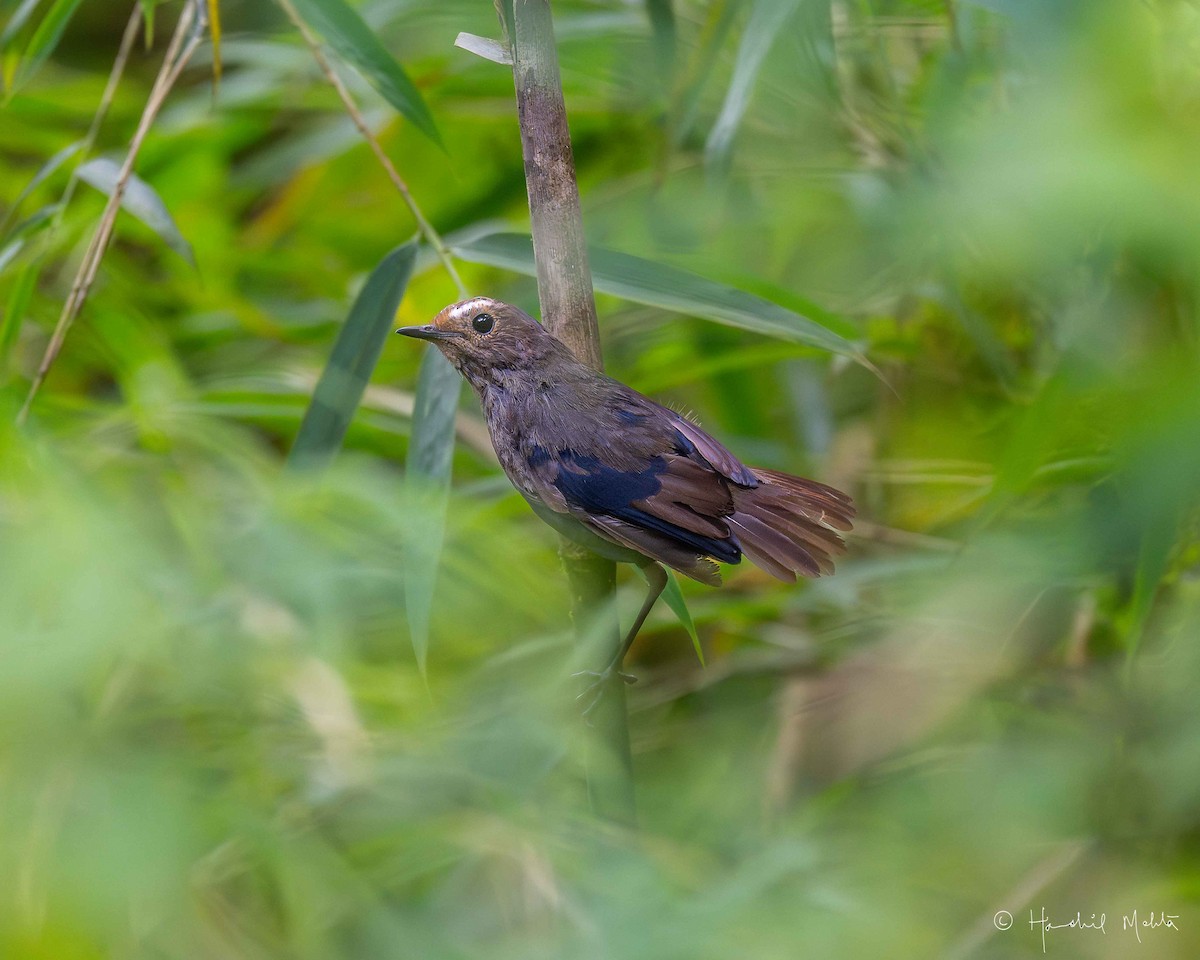 Himalayan Shortwing - ML622579781