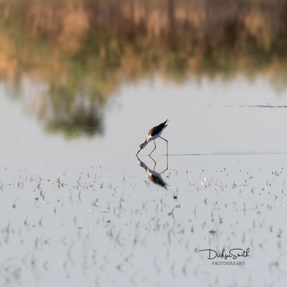 Black-necked Stilt - Dickson Smith