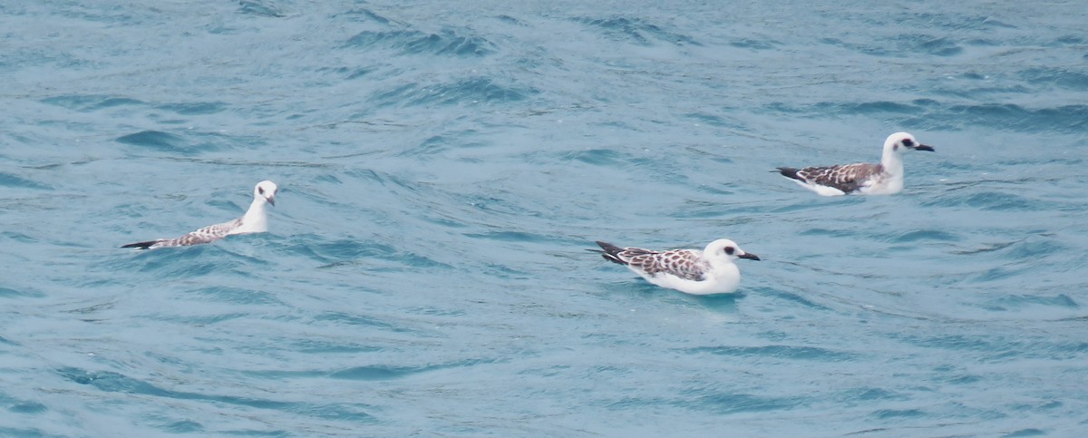 Swallow-tailed Gull - ML622579874