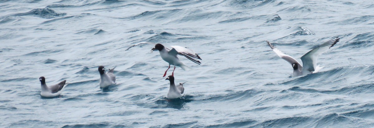 Swallow-tailed Gull - ML622579877