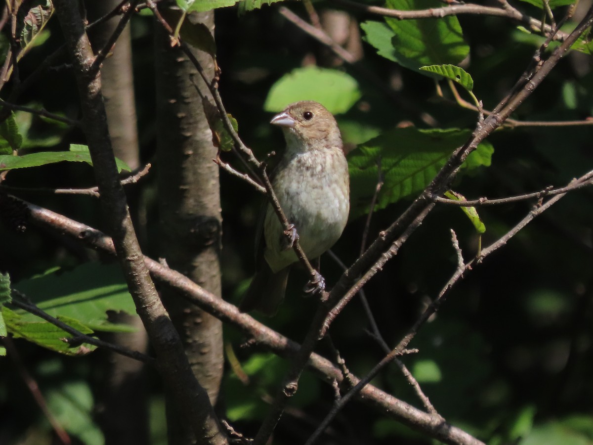 Indigo Bunting - ML622580037