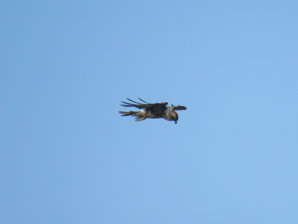 Galapagos Hawk - ML622580058