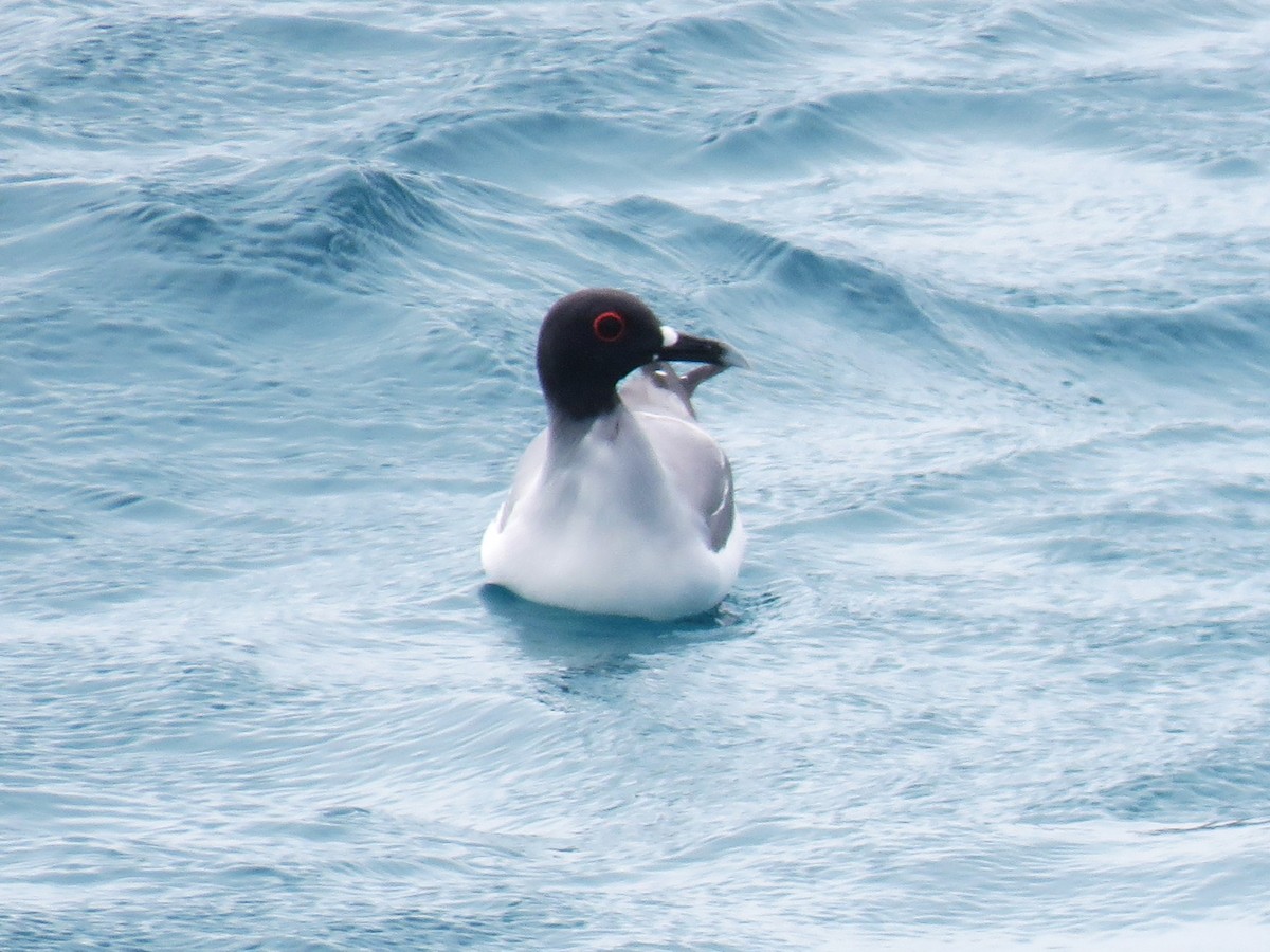 Swallow-tailed Gull - Michel Turcot