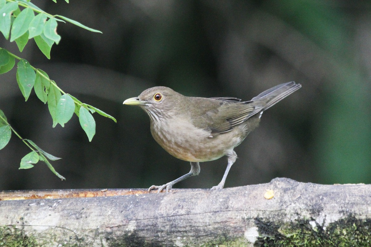 Ecuadorian Thrush - ML622580070