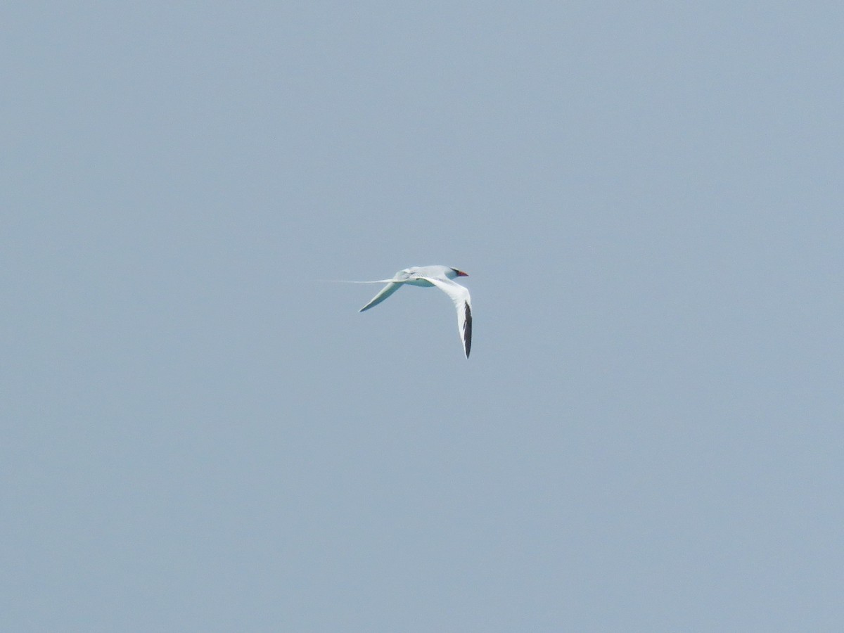 Red-billed Tropicbird - ML622580085