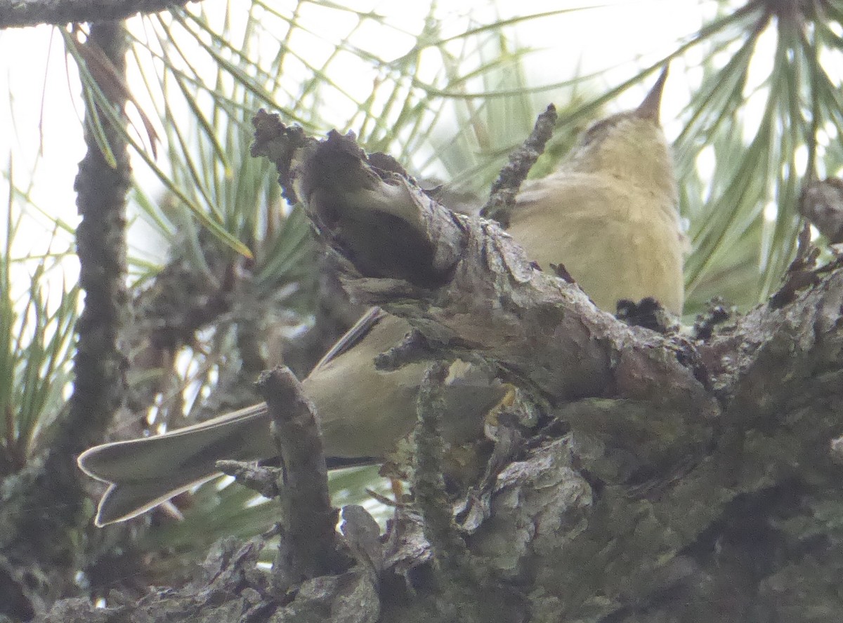 Pine Warbler - ML622580093