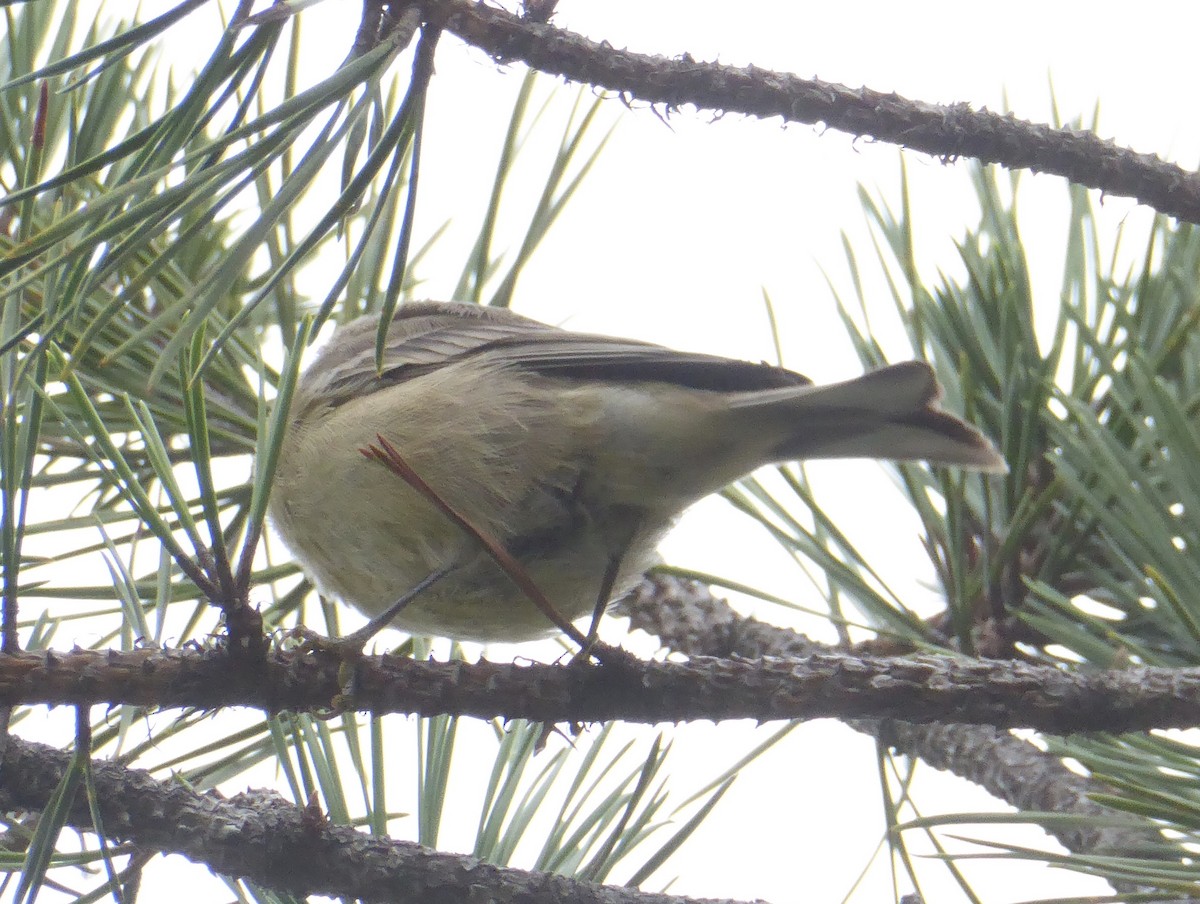 Pine Warbler - ML622580094