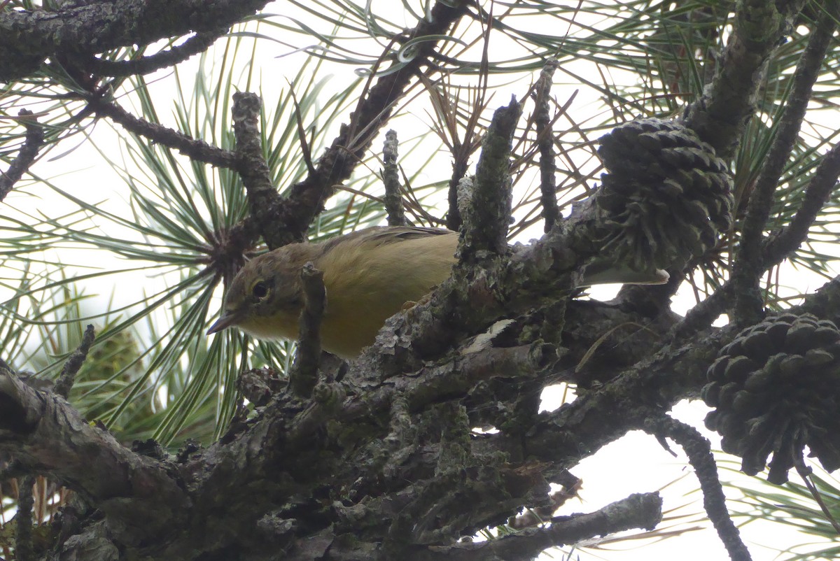 Pine Warbler - ML622580095