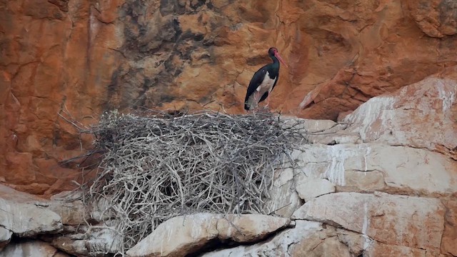 Black Stork - ML622580097