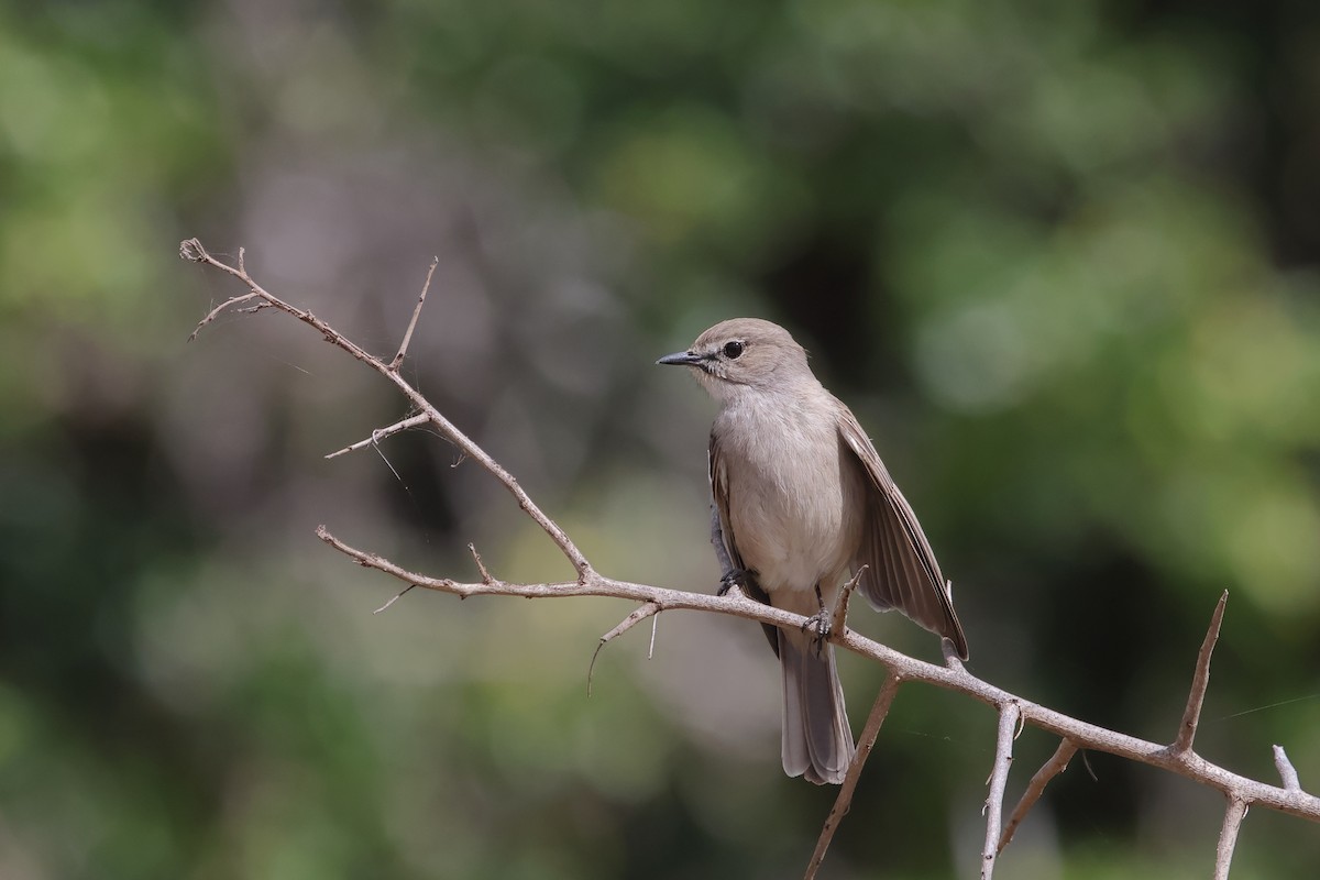 Pale Flycatcher - ML622580117