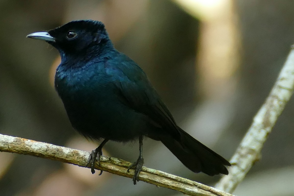 Shining Flycatcher - ML622580128