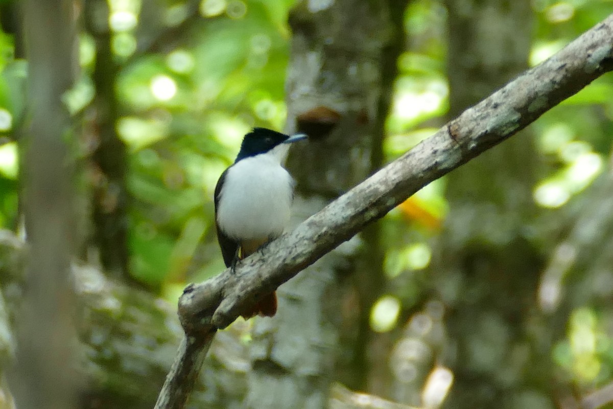 Shining Flycatcher - ML622580129